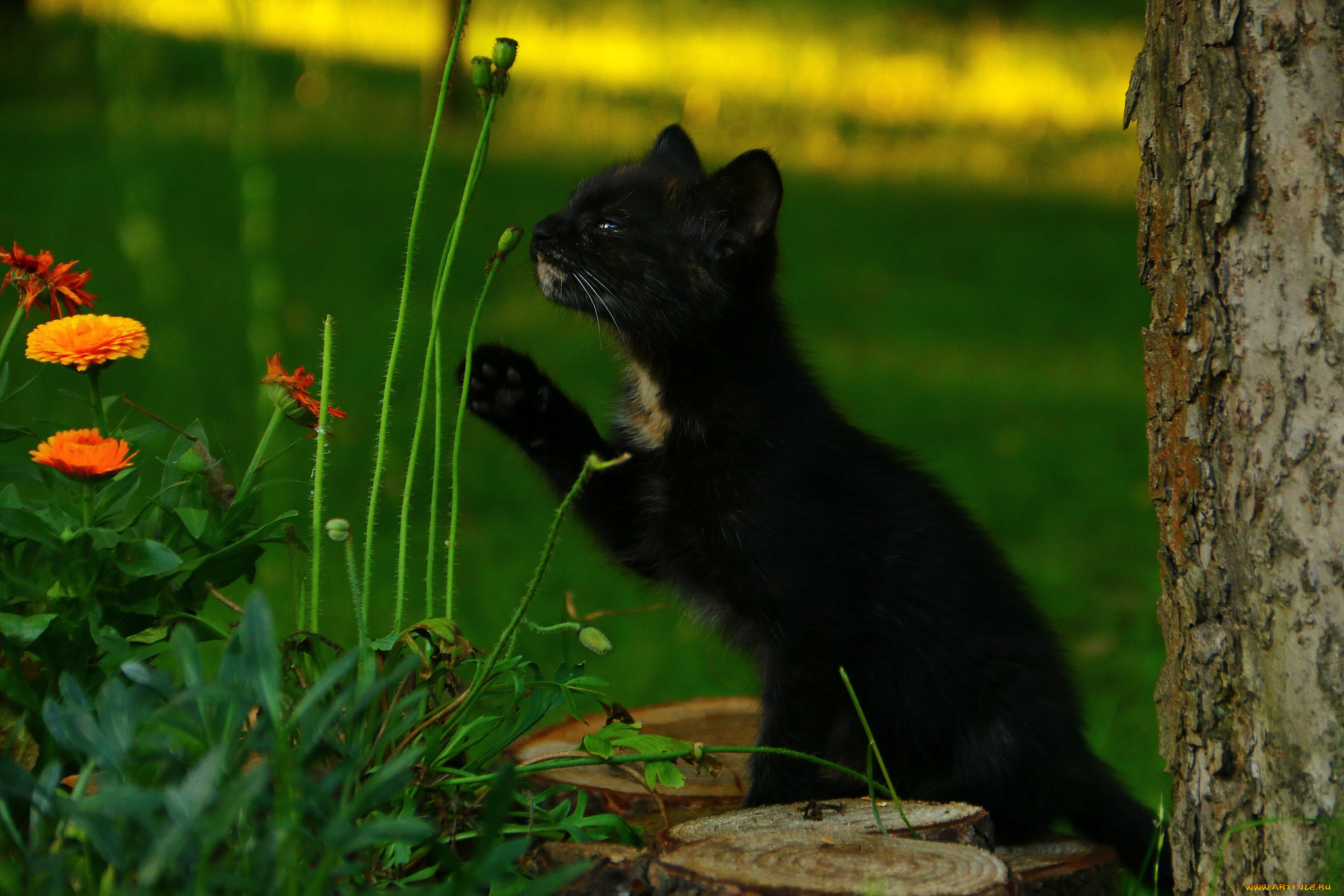 ��������, ����, ���, �����, ������